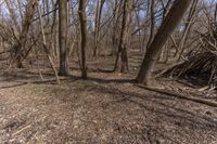 Canadian Forest with Deciduous Tree and Brown Leaves