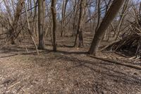 Canadian Forest with Deciduous Tree and Brown Leaves