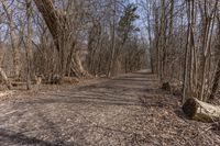 Canadian Forest with Deciduous Trees in Autumn - 001