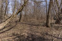 a person that is in the woods near some trees with a frisbee and an ice box