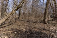 a person that is in the woods near some trees with a frisbee and an ice box