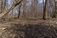 a person that is in the woods near some trees with a frisbee and an ice box