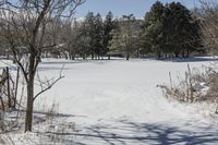 Canadian Forest with Frozen Lake, Snow, and Sunlight