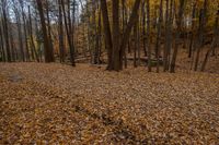 Canadian Forest: Grass Covered Open Space 001