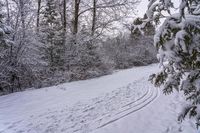 Canadian Forest: A Road Through the Day