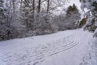 Canadian Forest: A Road Through the Day