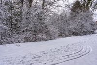 Canadian Forest: A Road Through the Day