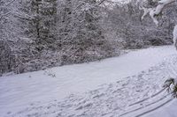 Canadian Forest: A Road Through the Day