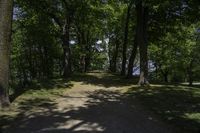 Canadian Forest: Green Shades Along the Thoroughfare