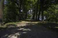 Canadian Forest: Green Shades Along the Thoroughfare