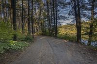 a dirt road with trees on both sides and a lake in the middle that leads to a wooded area