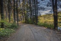 a dirt road with trees on both sides and a lake in the middle that leads to a wooded area