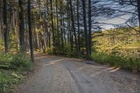 a dirt road with trees on both sides and a lake in the middle that leads to a wooded area