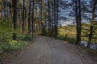 a dirt road with trees on both sides and a lake in the middle that leads to a wooded area