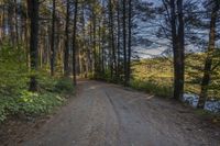 a dirt road with trees on both sides and a lake in the middle that leads to a wooded area