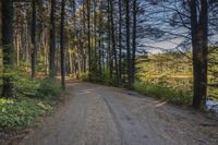 a dirt road with trees on both sides and a lake in the middle that leads to a wooded area