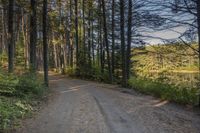 a dirt road with trees on both sides and a lake in the middle that leads to a wooded area