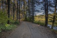 a dirt road with trees on both sides and a lake in the middle that leads to a wooded area