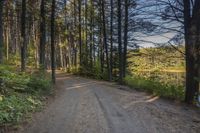 a dirt road with trees on both sides and a lake in the middle that leads to a wooded area