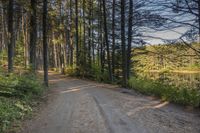 a dirt road with trees on both sides and a lake in the middle that leads to a wooded area