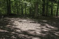 Canadian Forest Landscape