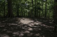 Canadian Forest Landscape