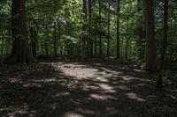 Canadian Forest Landscape