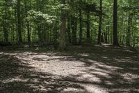 Canadian Forest Landscape