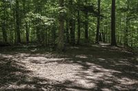 Canadian Forest Landscape