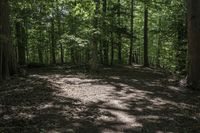 Canadian Forest Landscape