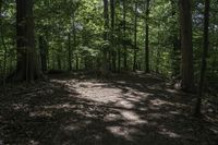 Canadian Forest Landscape