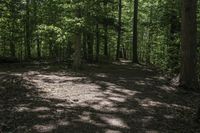 Canadian Forest Landscape