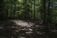 Canadian Forest Landscape