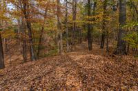 trees on the left and leaves on the right are yellow and red in color,