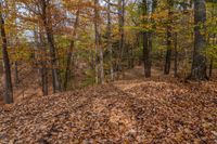 trees on the left and leaves on the right are yellow and red in color,