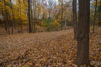 there is an area full of leaves and trees in the fall time with yellows and brown