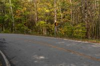 Canadian Forest Landscape: Tree Shadow