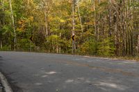 Canadian Forest Landscape: Tree Shadow