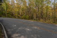 Canadian Forest Landscape: Tree Shadow