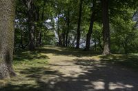 a pathway through the trees to a lake in a park on a clear day with sunlight