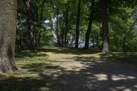 a pathway through the trees to a lake in a park on a clear day with sunlight