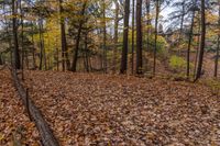 Canadian Forest in Ontario: Brown Leaves and Tree Trunks