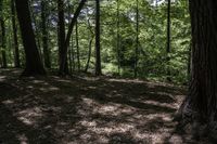 Canadian Forest in Ontario: A Natural and Serene Landscape