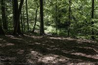 Canadian Forest in Ontario: A Natural and Serene Landscape