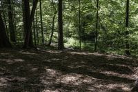 Canadian Forest in Ontario: A Natural and Serene Landscape