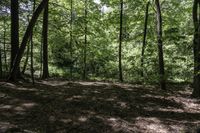 a green leaf covered forest filled with lots of trees and grass and rocks and fallen leaves