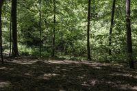 a green leaf covered forest filled with lots of trees and grass and rocks and fallen leaves