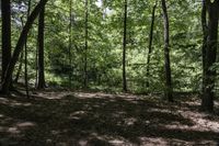 a green leaf covered forest filled with lots of trees and grass and rocks and fallen leaves