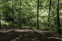 a green leaf covered forest filled with lots of trees and grass and rocks and fallen leaves