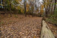 Canadian Forest in Ontario with Woody Plants 001